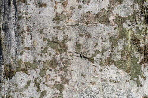 Rough background image of tree bark