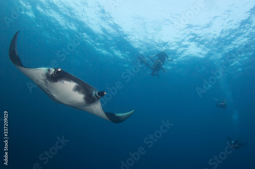 Oceanic Manta Ray and scuba divers © Richard Carey