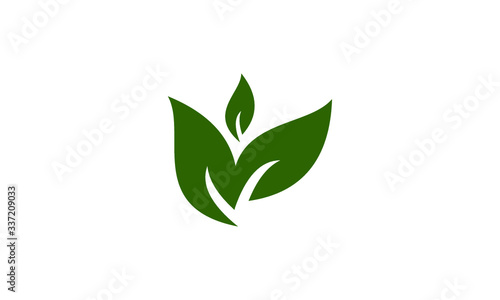 green leaves isolated on white background