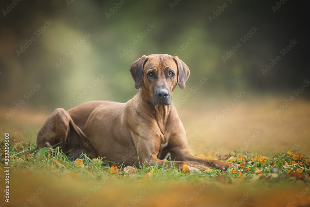 Rhodesian ridgeback dog on the autumn nature background. Rhodesian ridgeback dog on the autumn nature background.