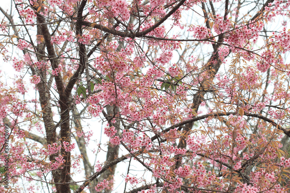 Phaya Suea flower or Sakura flower in Thailand is a rose apple that is small in size and has a tall stem. Phaya Suea flower or Sakura flower in Thailand is a rose apple that is small in size and has a tall stem.