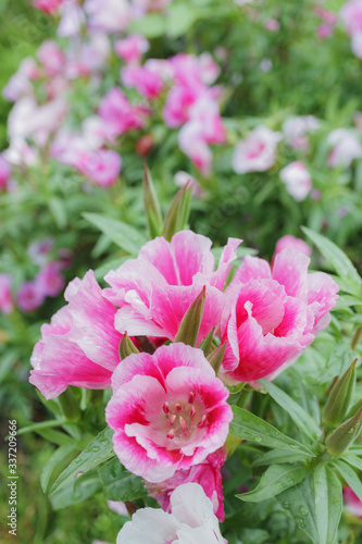 Wallpaper Mural ツツジ Torontodigital.ca