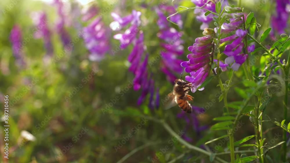 slow motion of honey bee flying in the sunset meadow with purple flowers slow motion of honey bee flying in the sunset meadow with purple flowers