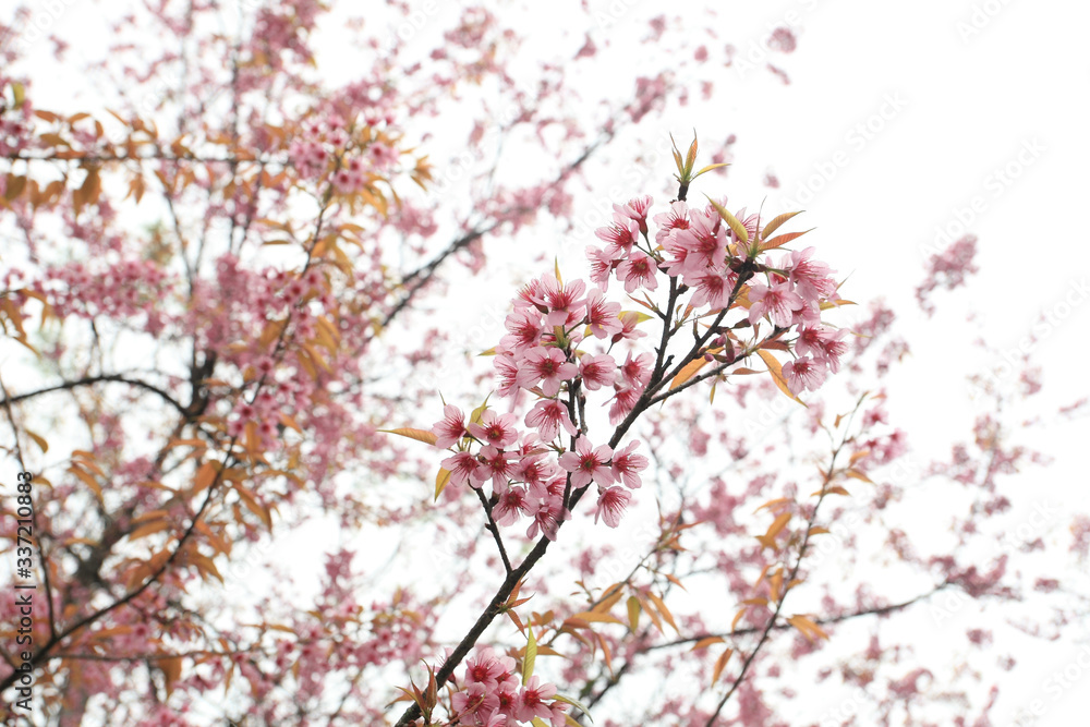 Phaya Suea flower or Sakura flower in Thailand is a rose apple that is small in size and has a tall stem. Phaya Suea flower or Sakura flower in Thailand is a rose apple that is small in size and has a tall stem.