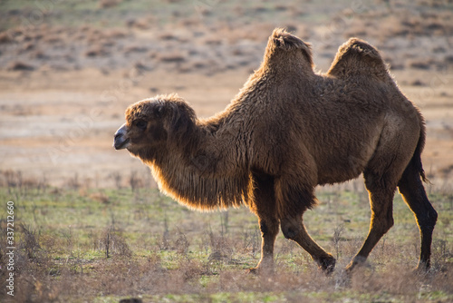 Domestic camel in spring in desert