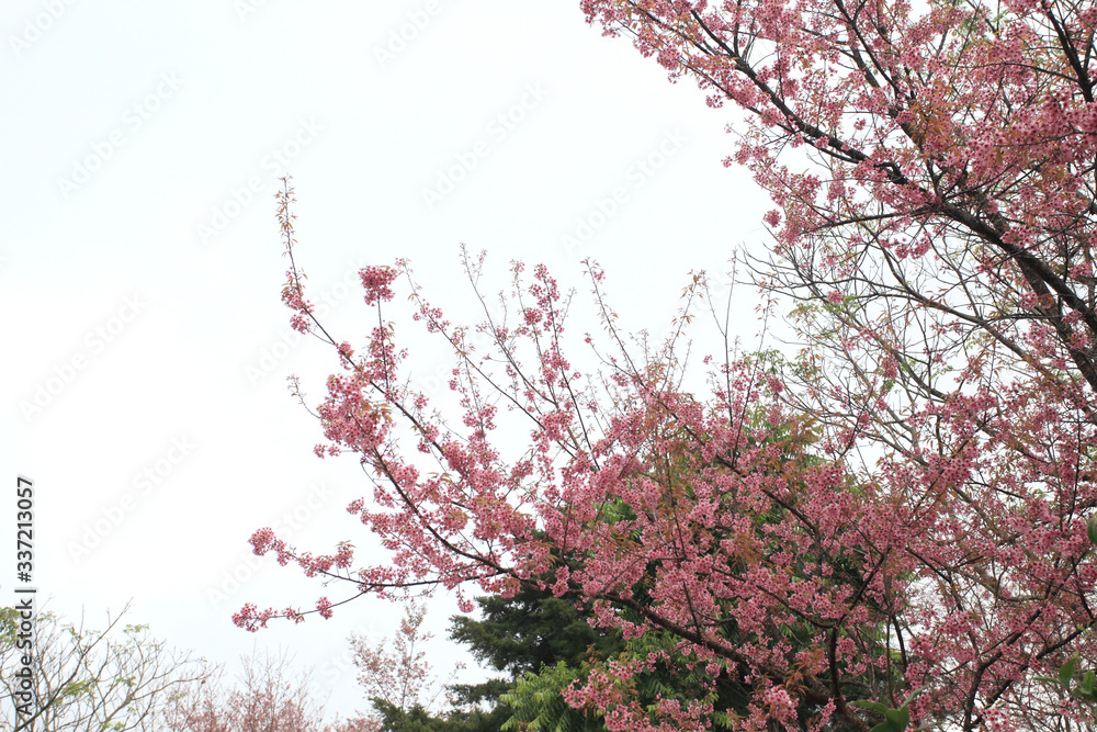 Phaya Suea flower or Sakura flower in Thailand is a rose apple that is small in size and has a tall stem. Phaya Suea flower or Sakura flower in Thailand is a rose apple that is small in size and has a tall stem.