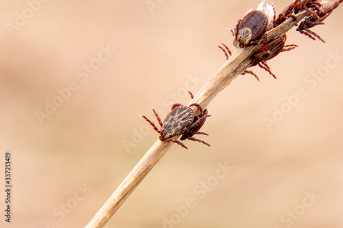 Closeup picture with a lot of mites on the stick. Spring season on parasites photo