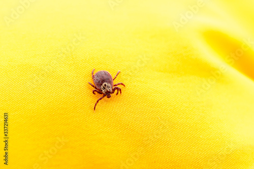 Spring mite on the yellow background
