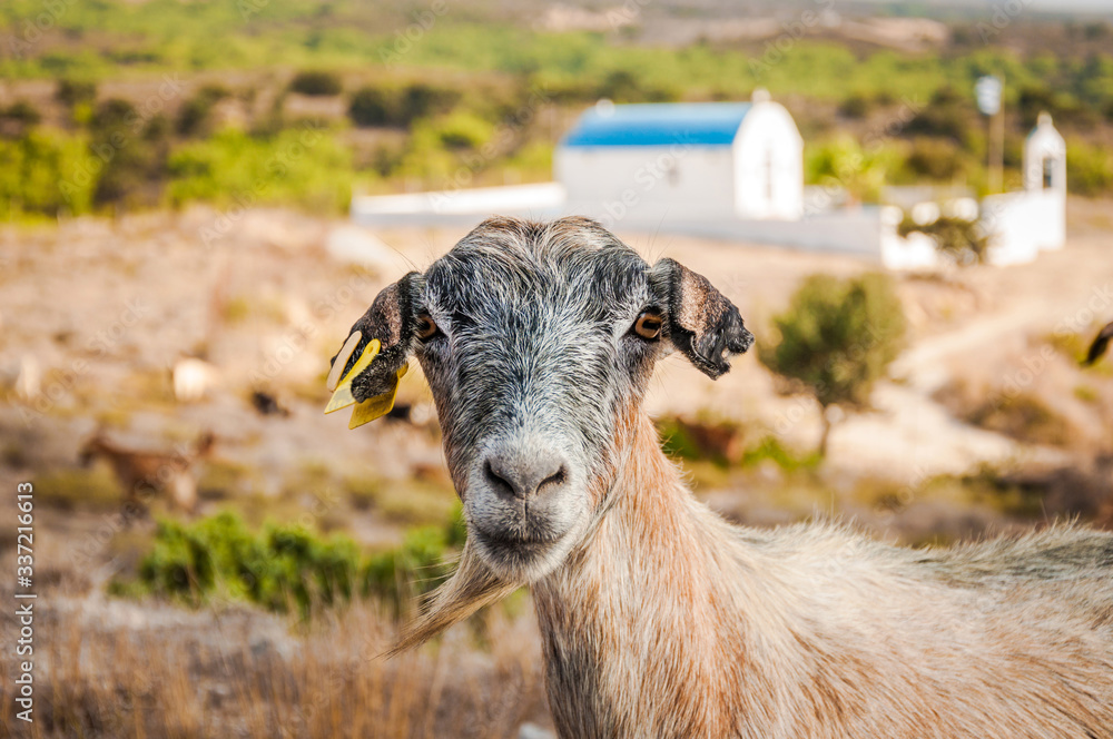 Goat portrait. Goat on a pasture, outdoor photo. Goat portrait. Goat on a pasture, outdoor photo.