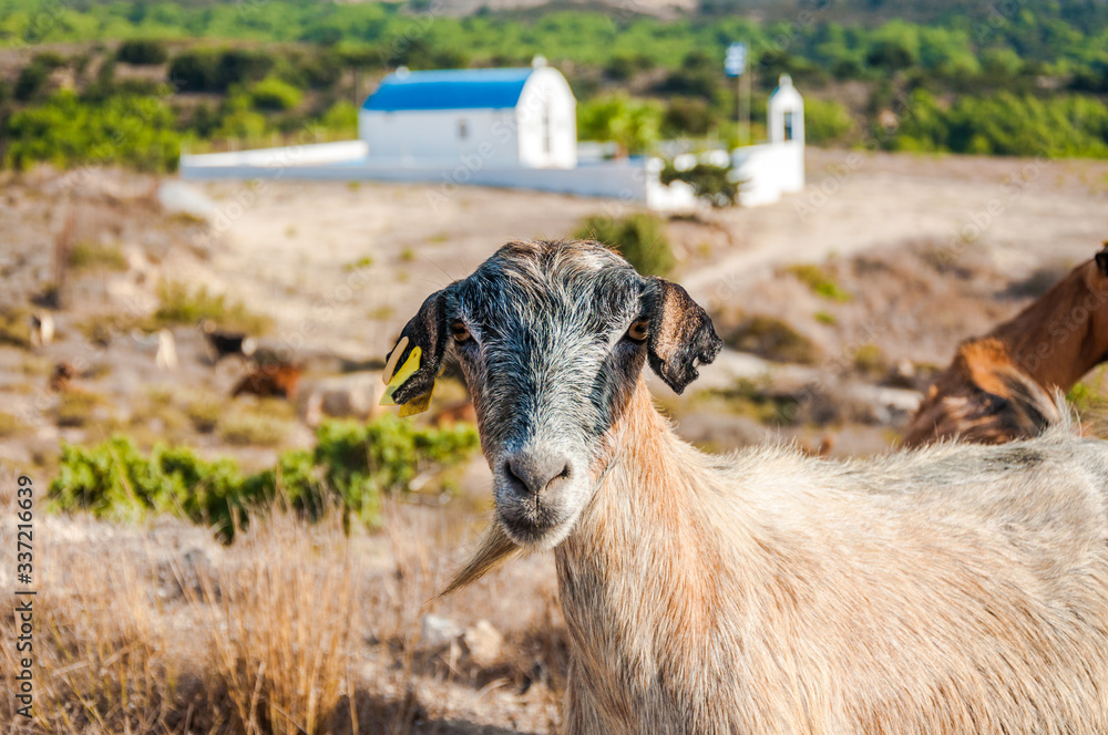 Obraz premium Goat portrait. Goat on a pasture, outdoor photo.