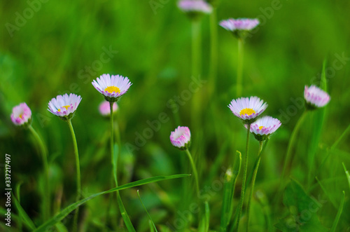 Close up of Daisy Background, wild chamomile, meadow, little white wildflowers. daisy flowers in green gras