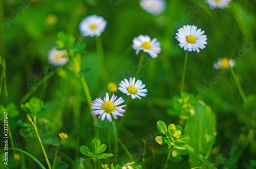 Close up of Daisy Background  wild chamomile  meadow  little white wildflowers. daisy flowers in green gras