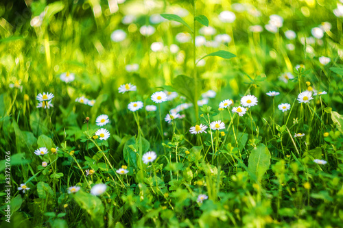Close up of Daisy Background, wild chamomile, meadow, little white wildflowers. daisy flowers in green gras