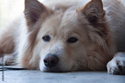 Samoyed dog looking at the camera