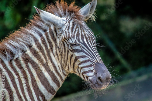 Portrait a a zebra with closed eyes