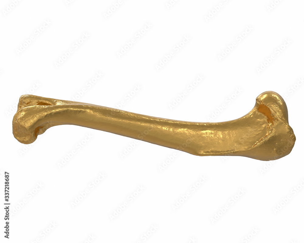3D render of gold animal leg bone isolated on white 3D render of gold animal leg bone isolated on white