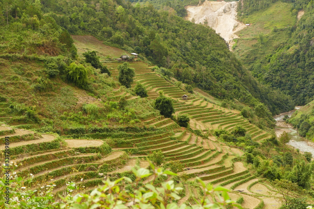 rice terraces in sapa vietnam with steps and grezn all around 