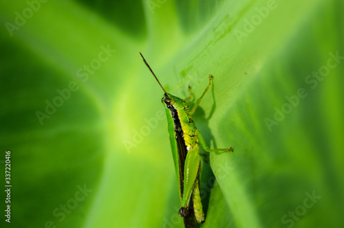 Wallpaper Mural green grasshopper on a leaf Torontodigital.ca