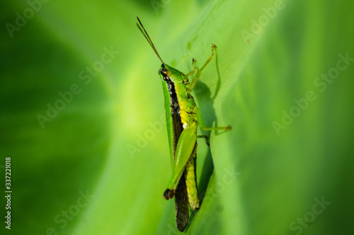 praying mantis on a green leaf