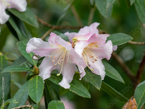 A closeup on light pink rhododendron Cubittii