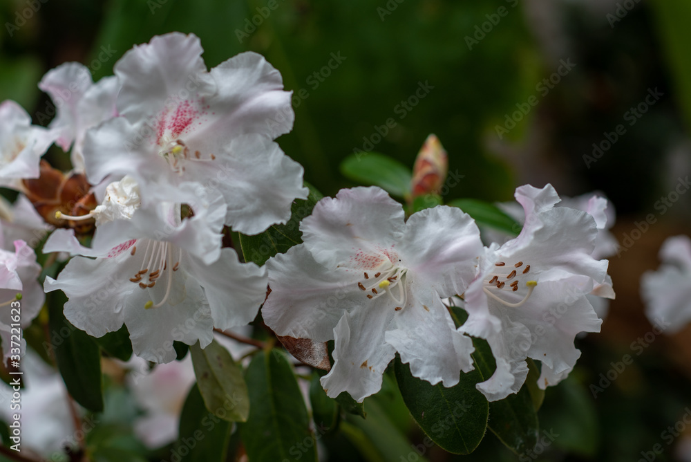Obraz premium A closeup on blooming pink rhododendron sabrina adler
