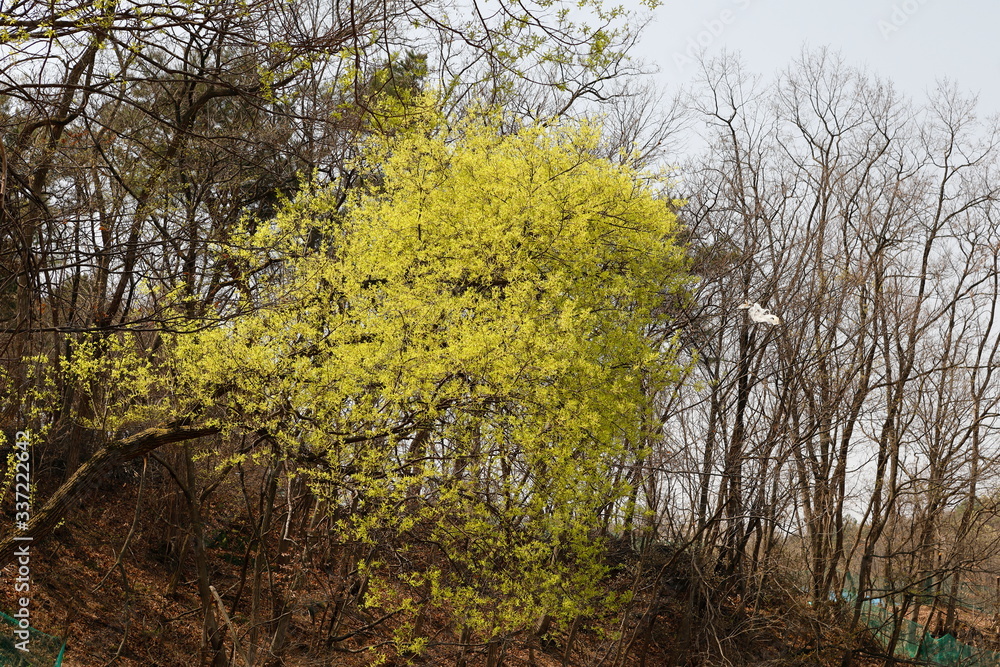 Fototapeta premium 버드나무가 보이는 아름다운 봄 풍경