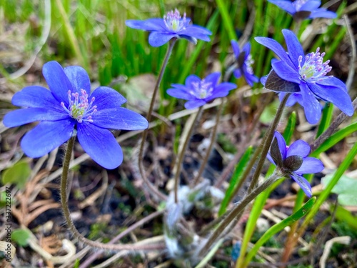 Blue bunch Hepatica flowers on the ground