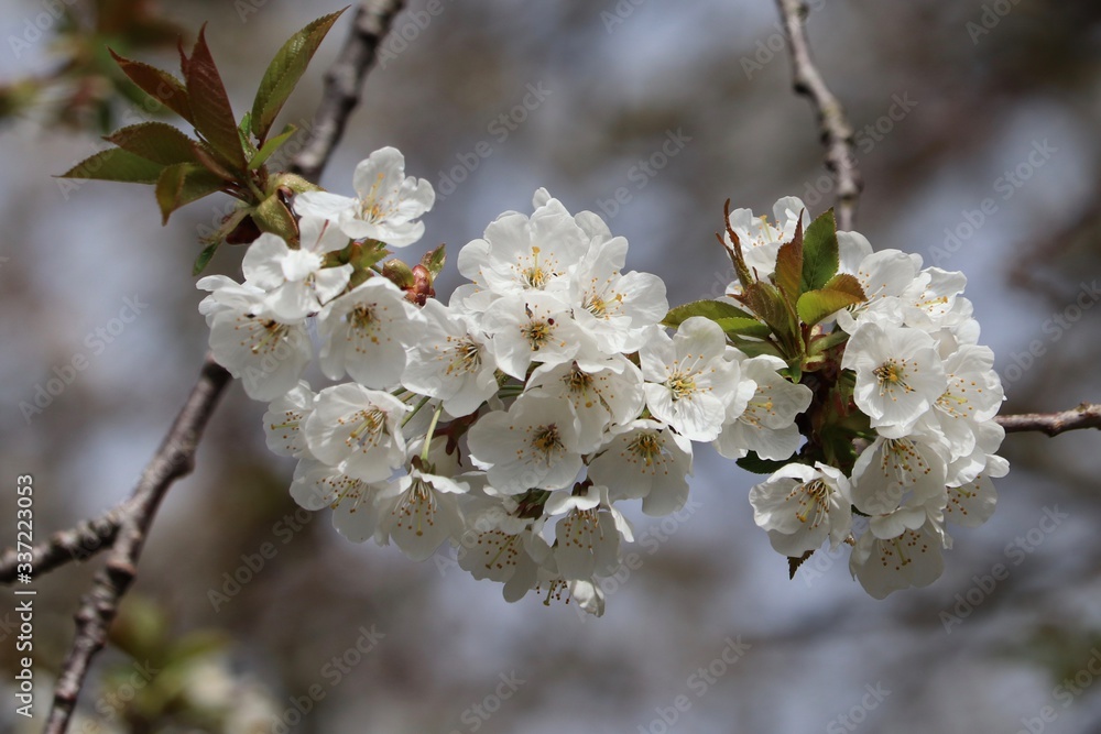 blossom in full bloom with beautiful scent blossom in full bloom with beautiful scent