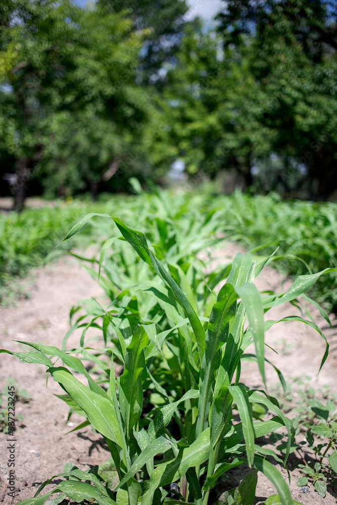 Planting corn in the field seedlings. Planting corn in the field seedlings.