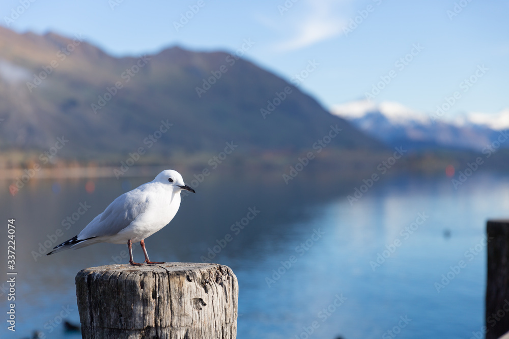 A white pigeon perched on wooden post with mountain background at Lake Wanaka, New Zealand A white pigeon perched on wooden post with mountain background at Lake Wanaka, New Zealand