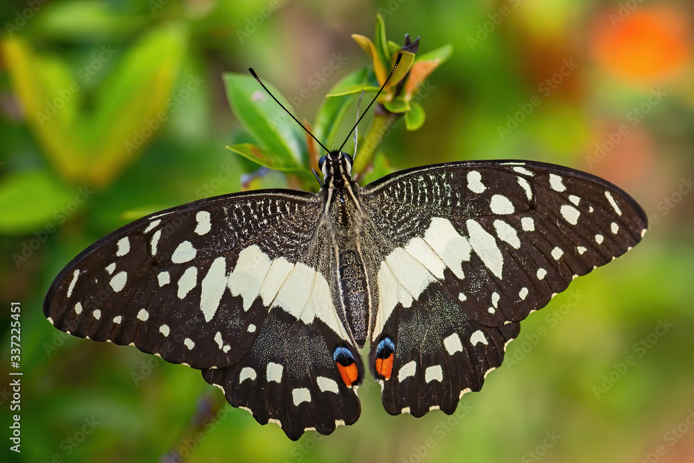 Lime Butterfly - Papilio demoleus, beautiful colored butterfly from Asian meadows and woodlands, Malaysia. Lime Butterfly - Papilio demoleus, beautiful colored butterfly from Asian meadows and woodlands, Malaysia.