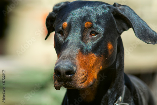 Doberman dog head with ears. Portrait of a left side view.