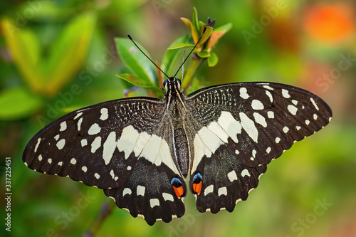 Lime Butterfly - Papilio demoleus, beautiful colored butterfly from Asian meadows and woodlands, Malaysia. photo