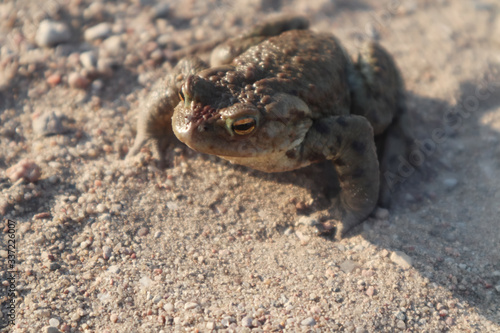 Toad  close-up  sitting on the sand