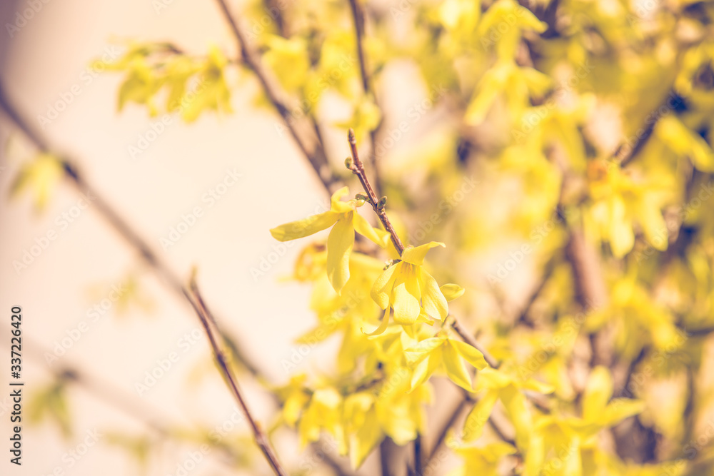 Forsythia bush early spring yellow blossom