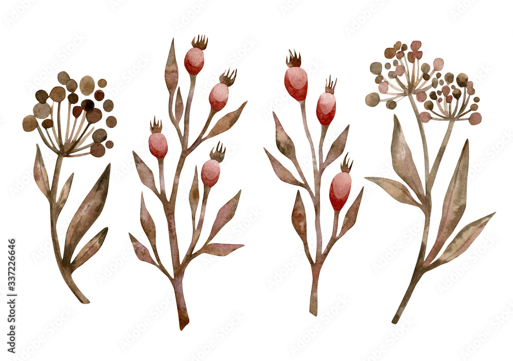 Watercolor hand-drawn dog rose branch in vintage style. Rosehip berry isolated on white background. Wild brown plant in boho style.
