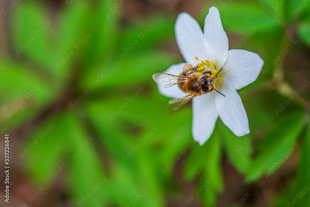 Obraz premium A bee collects honey on a primrose.