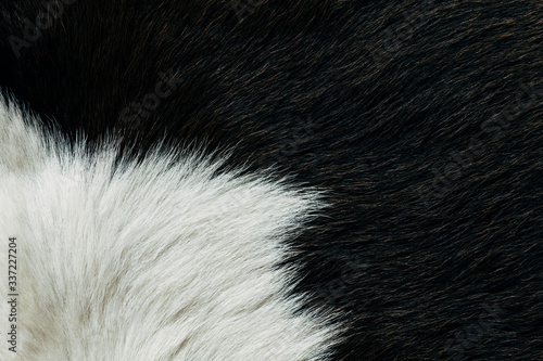 Canvas Print Black cow hide background