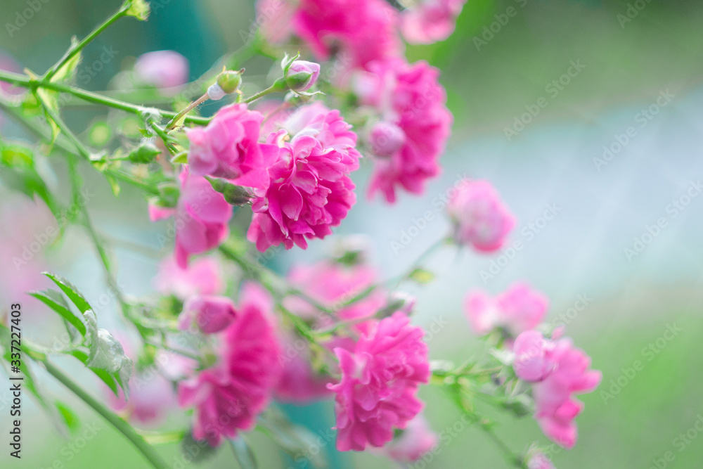 flowering rose bush, background with pink flowers rose bush, background with a rose flower, rose bush flowering rose bush, background with pink flowers rose bush, background with a rose flower, rose bush