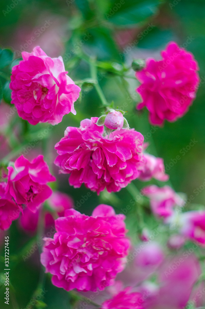 abstract background with pink flowers rose bush, unfocused blur rose petals, toned, light and bokeh background, abstract unfocused background with a rose flower abstract background with pink flowers rose bush, unfocused blur rose petals, toned, light and bokeh background, abstract unfocused background with a rose flower