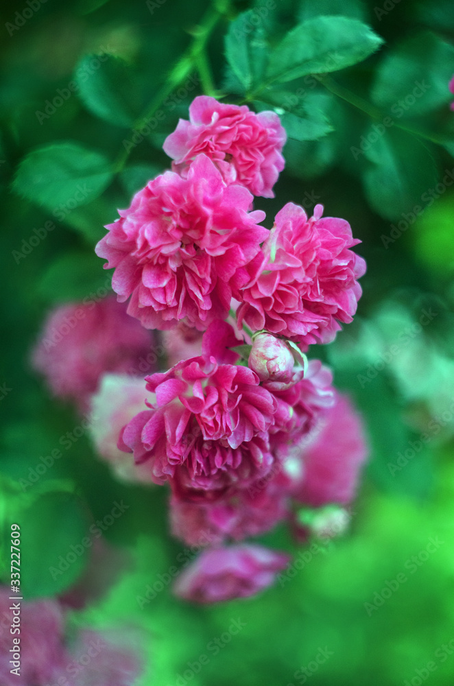 abstract background with pink flowers rose bush, unfocused blur rose petals, toned, light and  bokeh background, abstract unfocused background with a rose flower