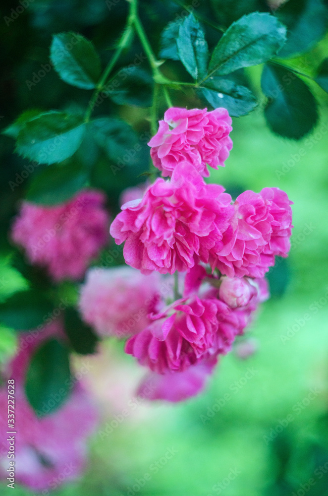 abstract background with pink flowers rose bush, unfocused blur rose petals, toned, light and bokeh background, abstract unfocused background with a rose flower abstract background with pink flowers rose bush, unfocused blur rose petals, toned, light and bokeh background, abstract unfocused background with a rose flower