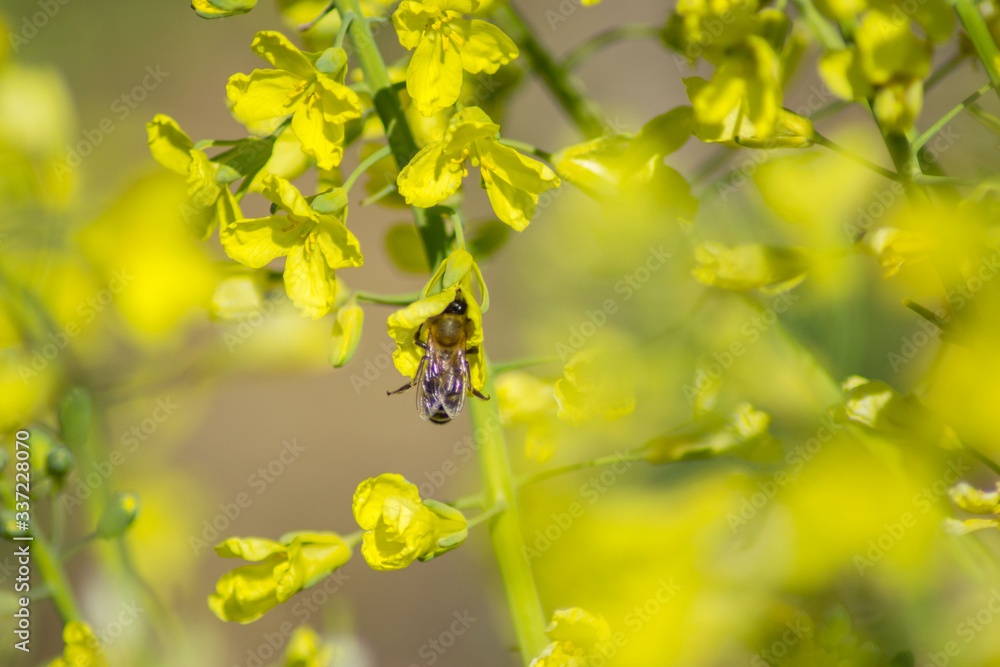 Close-up image of bee collecting nectar and pollen of yellow blossoming plant in the garden, broccoli blooming, day in the spring season, hard working bee insect, honeybee