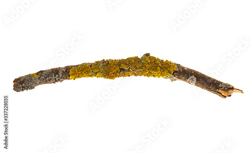 Branch covered with yellow lichen isolated on a white background. A branch of old dry wood is covered with a yellow lichen. Isolated on a white background.