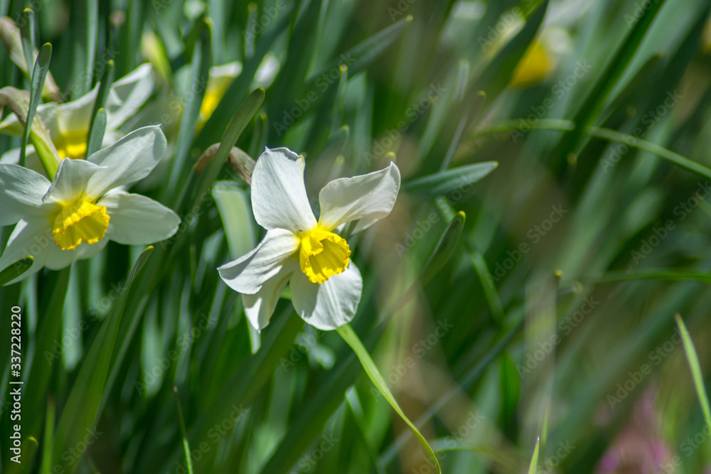 Bright Narcissus flowers in the garden, yellow spring flowers on a sunny day, thin green leaves Bright Narcissus flowers in the garden, yellow spring flowers on a sunny day, thin green leaves