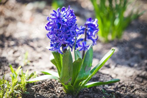 Purple Dutch Hyacinth in blossom