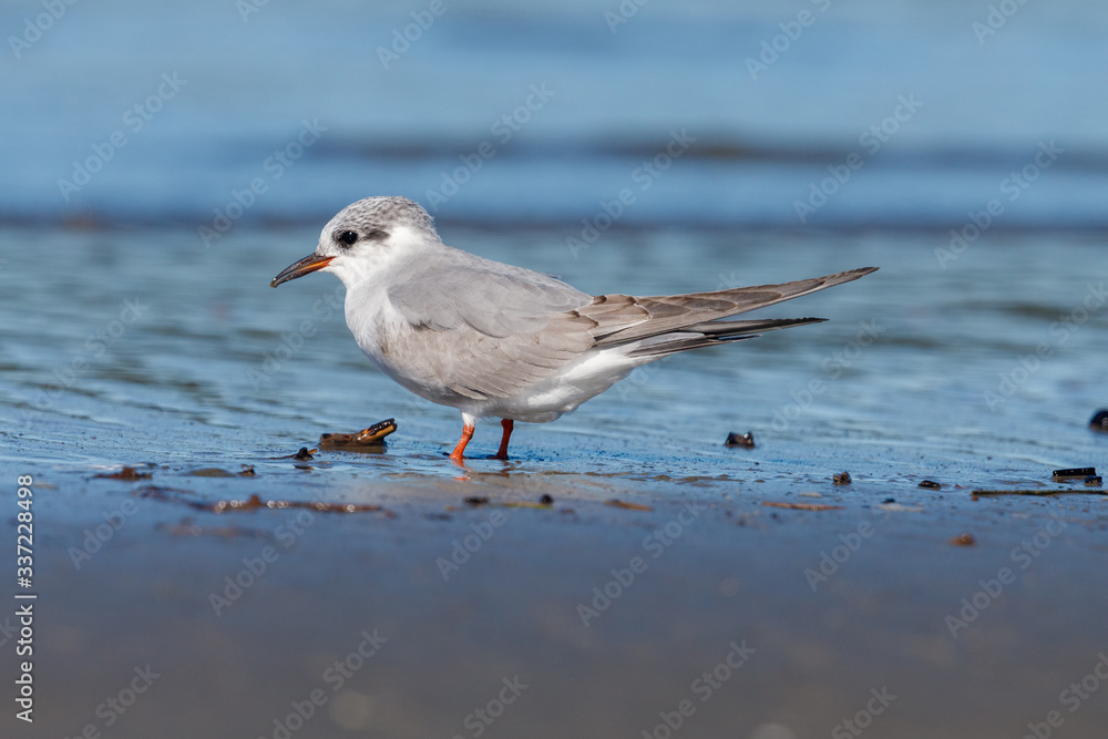 Black-fronted Tern Endemic to New Zealand Black-fronted Tern Endemic to New Zealand