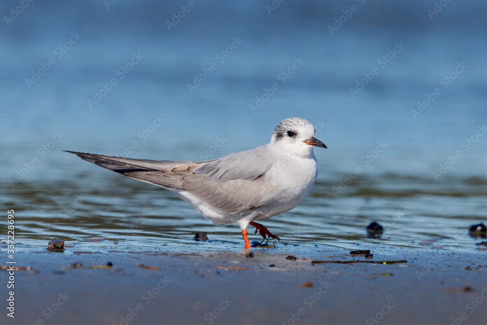 Black-fronted Tern Endemic to New Zealand Black-fronted Tern Endemic to New Zealand