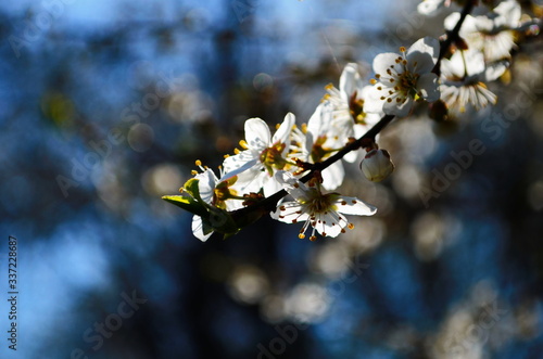 blooming cherry plum on a branch