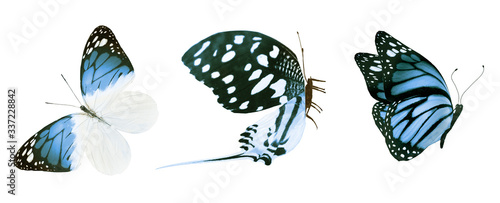 Quadro su tela Color butterflies , isolated on white background
